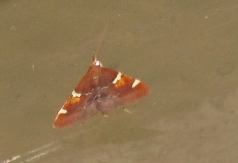 Pyralis regalis